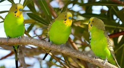 Abból, amit budgies meghalni