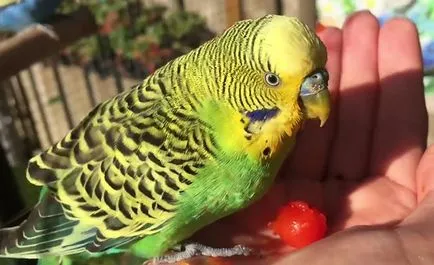 Abból, amit budgies meghalni otthon, fotó (feltételek) Abból, amit budgies meghalni otthon, fotók