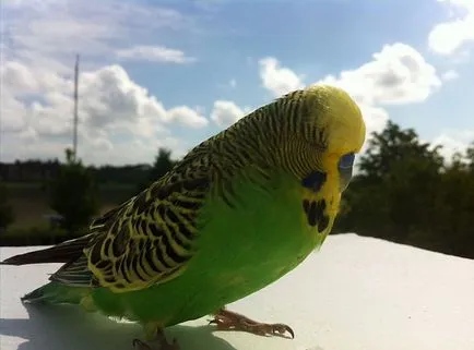 Abból, amit budgies meghalni otthon, fotó (otthon) Abból, amit budgies meghalni otthon, fotók