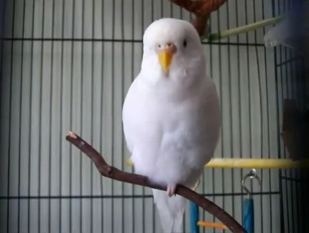 Abból, amit budgies meghalni otthon, fotó (feltételek) Abból, amit budgies meghalni otthon, fotók