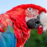 Éneklő budgies - hallgatni csicsergő budgies online ingyenes, mp3, videó