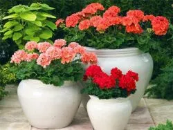 zonális Pelargonium