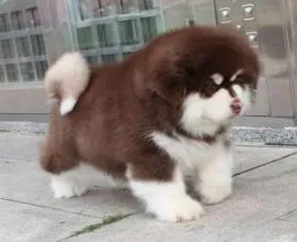 Papilloma a kutyák és macskák tünetei és kezelése fotó
