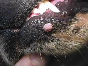 Papilloma a kutyák és macskák tünetei és kezelése fotó
