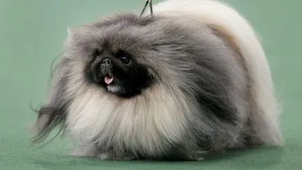 Pekingi karbantartás és gondozás, a természet (pekingi) Pekingi karbantartás és gondozás, a természet