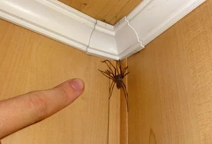 Pókok a lakásban, milyen veszélyes, és hogyan lehet megszabadulni a (Spider lapos RID) Pókok a lakásban, milyen veszélyes, és hogyan lehet megszabadulni
