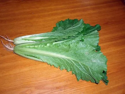 Kínai kel ültetés, termesztés, gondozás, fajták (ellátás) Kínai kel ültetés, termesztés, gondozás, fajták