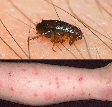 A bolhák továbbított állatról emberre vagy sem (állatok) A bolhák továbbított állatról emberre vagy sem