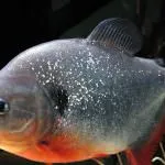 Piranha (50 kép) Érdekes tények, amelyek a fogak krasnobryuhoy hal él az Amazon, leírás, videó