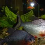 Piranha (50 kép) Érdekes tények, amelyek a fogak krasnobryuhoy hal él az Amazon, leírás, videó
