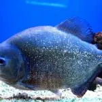 Piranha (50 kép) Érdekes tények, amelyek a fogak krasnobryuhoy hal él az Amazon, leírás, videó