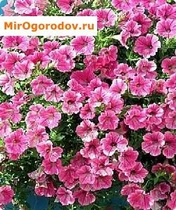 Petunia hang-Downing - felülvizsgálata népszerű fajták leírását és a kép (fotó) Petunia hang-Downing - felülvizsgálata népszerű fajták leírását és fotó