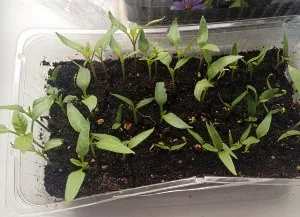 Pepper - növekszik az üvegházhatású és gondozás, a betegség a paprika (ellátás) Pepper - növekvő és ápolási melegházban, paprika betegség