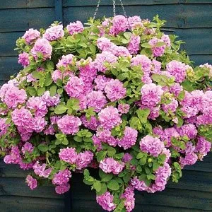 Petunia hang-Downing és kaszkád
