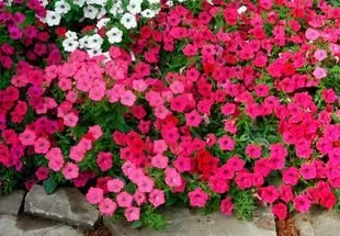 Petunia hang-Downing és kaszkád