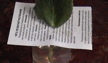 Transzplantációs ibolya veszélyes lehet a számukra -, hogyan lehet megelőzni veszteség (ibolya) Transzplantációs ibolya veszélyes lehet a számukra -, hogyan lehet megakadályozni a veszteségek