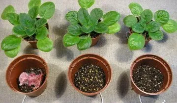 Transzplantációs ibolya veszélyes lehet a számukra -, hogyan lehet megelőzni veszteség (változás) Transzplantációs ibolya veszélyes lehet a számukra -, hogyan lehet megakadályozni a veszteségek