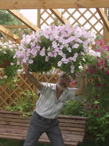 Petunia hang-Downing és kaszkád