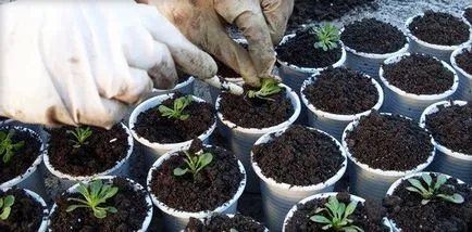 Petunia hang-Downing a legjobb fajták ültetése és gondozása virágok, a betegségek és harcolni velük (fotó és videó)
