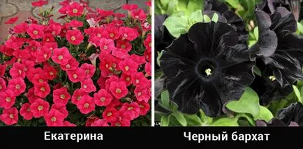 Petunia hang-Downing a legjobb fajták ültetése és gondozása virágok, a betegségek és harcolni velük (fotó és videó)