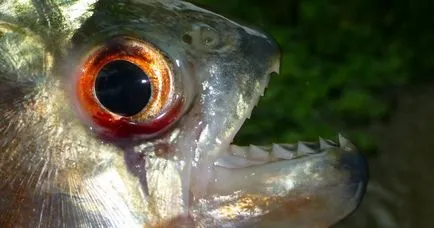 Piranha (50 kép) Érdekes tények, amelyek a fogak krasnobryuhoy hal él az Amazon, leírás, videó