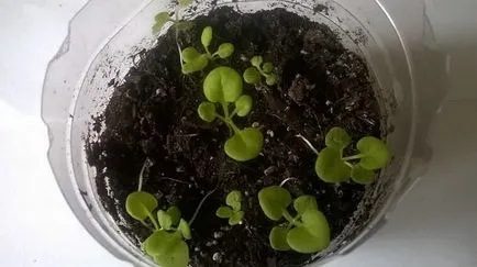 Petunia - lecsapó és növekedni palánták