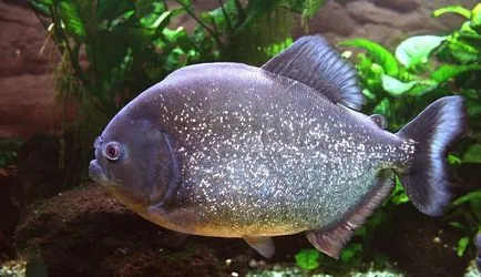 Piranha (50 kép) Érdekes tények, amelyek a fogak krasnobryuhoy hal él az Amazon, leírás, videó