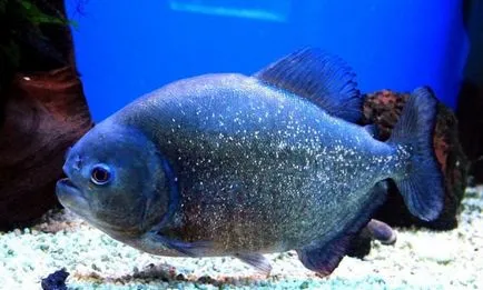 Piranha (50 kép) Érdekes tények, amelyek a fogak krasnobryuhoy hal él az Amazon, leírás, videó