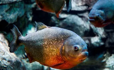 Piranha (50 kép) Érdekes tények, amelyek a fogak krasnobryuhoy hal él az Amazon, leírás, videó