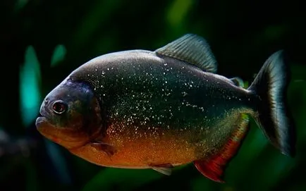 Piranha (50 kép) Érdekes tények, amelyek a fogak krasnobryuhoy hal él az Amazon, leírás, videó