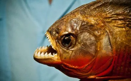 Piranha (50 kép) Érdekes tények, amelyek a fogak krasnobryuhoy hal él az Amazon, leírás, videó
