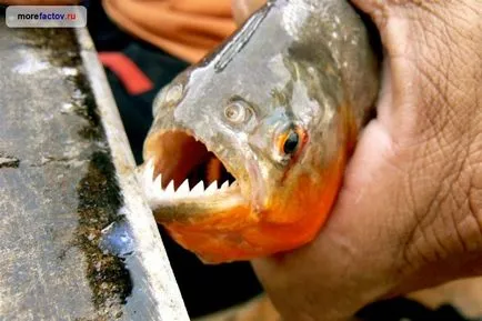 Piranhák - veszélyes állatok - a tenger tények