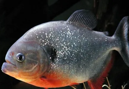 Piranha (50 kép) Érdekes tények, amelyek a fogak krasnobryuhoy hal él az Amazon, leírás, videó
