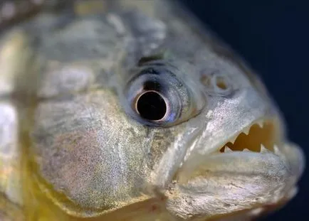 Piranha (50 kép) Érdekes tények, amelyek a fogak krasnobryuhoy hal él az Amazon, leírás, videó