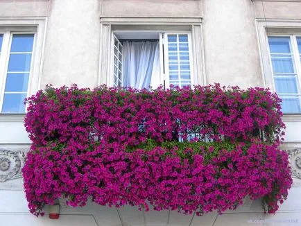 Petunia hang-Downing és kaszkád