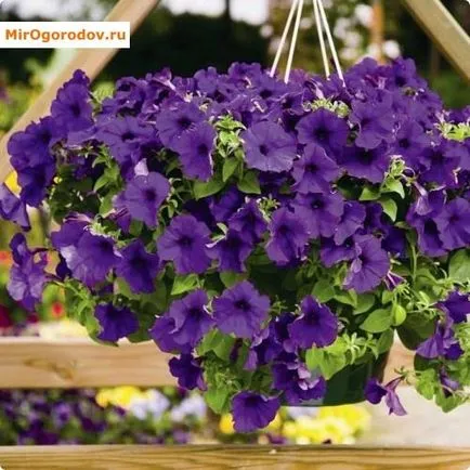 Petunia hang-Downing - felülvizsgálata népszerű fajták leírását és a fotó ( «Easy Hullám Red») Petunia hang-Downing - felülvizsgálata népszerű fajták leírását és fotó