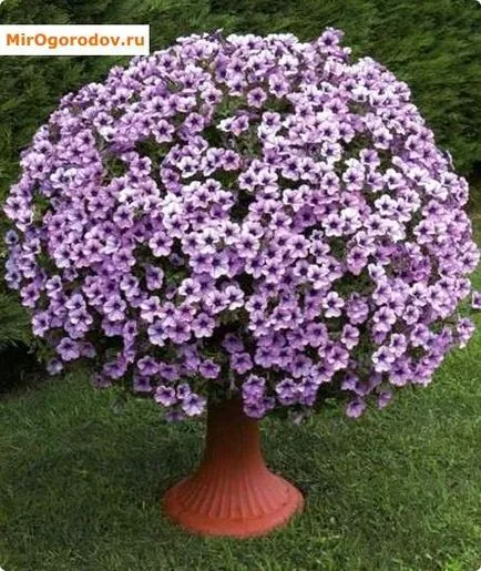 Petunia hang-Downing - felülvizsgálata népszerű fajták leírása és képek (áttekintés) Petunia hang-Downing - felülvizsgálata népszerű fajták leírását és fotó
