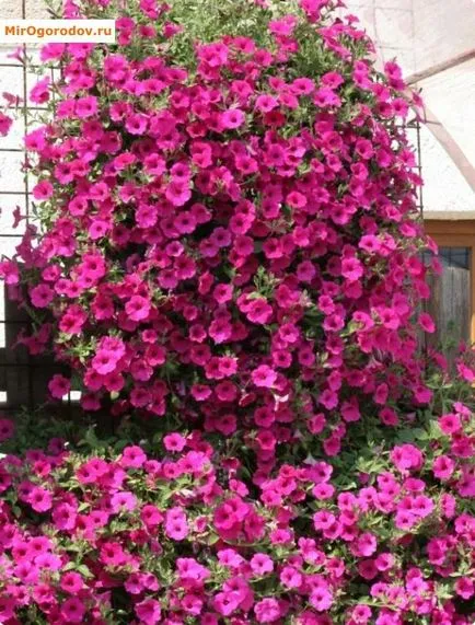 Petunia hang-Downing - felülvizsgálata népszerű fajták leírása és képek (áttekintés) Petunia hang-Downing - felülvizsgálata népszerű fajták leírását és fotó