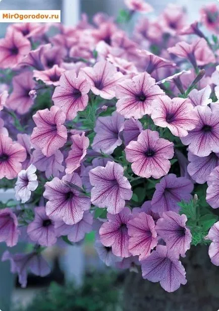 Petunia hang-Downing - felülvizsgálata népszerű fajták leírását és a fotó (fokozat) Petunia hang-Downing - felülvizsgálata népszerű fajták leírását és fotó