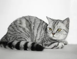 Kennel skót macskák weiss csiszolók - az összes szín a skót macska