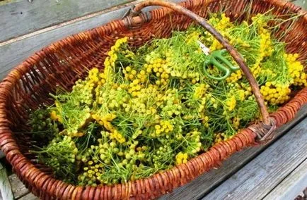 Tansy - gyógyszer tulajdonságait és ellenjavallatok, mint vevő tansy paraziták ellen (tulajdonságok) Tansy - gyógyszer tulajdonságait és ellenjavallatok, mint vevő tansy paraziták ellen