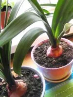 Miért ne virágok Hippeastrum