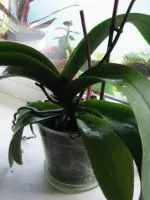 Miért ne virágok Hippeastrum