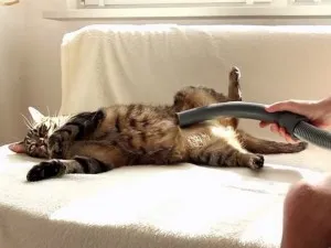 Miért a macska fél a porszívó (porszívó) Miért a macska fél a porszívó