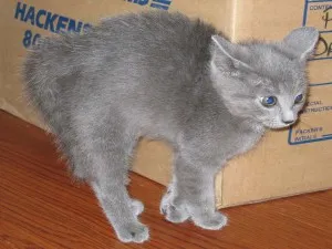 Miért a macska fél a porszívó (porszívó és egy macska) Miért a macska fél a porszívó