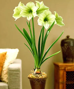 Miért ne virágok Hippeastrum otthon - mi a teendő, hogyan lehet eljutni a virágzás, videó