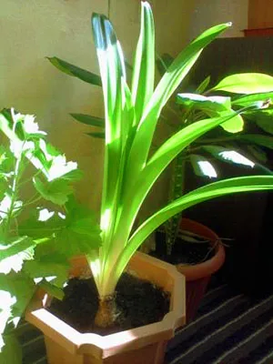 Miért ne virágok Hippeastrum otthon - mi a teendő, hogyan lehet eljutni a virágzás, videó