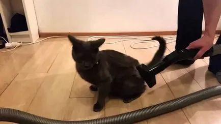 Miért macskák félnek porszívók (cat) Miért macskák félnek porszívók