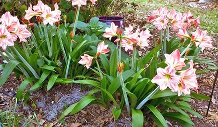 Miért ne virágok Hippeastrum otthon - mi a teendő, hogyan lehet eljutni a virágzás, videó