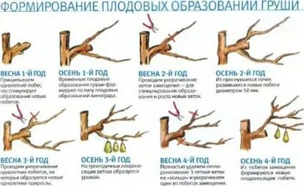 Miért nem a gyümölcs egy körte, hogyan kell kitalálni az okát